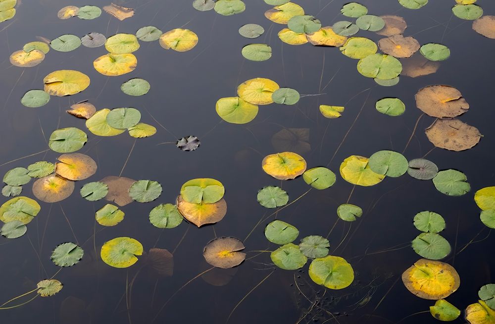 WA-Phantom Lake-Lilly Pads